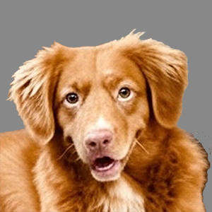 Awa portrait